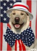 July 4th Dog w Flag and Hat